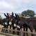 改良肉馿德州馿三粉馿乌头馿小馿驹价格？包技术包成活