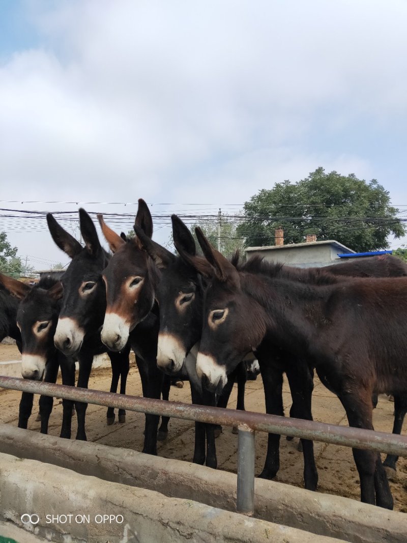 改良肉馿德州馿三粉馿乌头馿小馿驹价格？包技术包成活