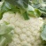雪玉，花菜精品