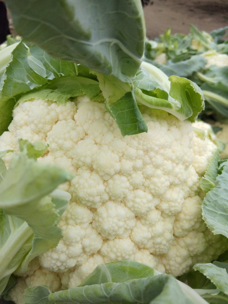 雪玉，花菜精品