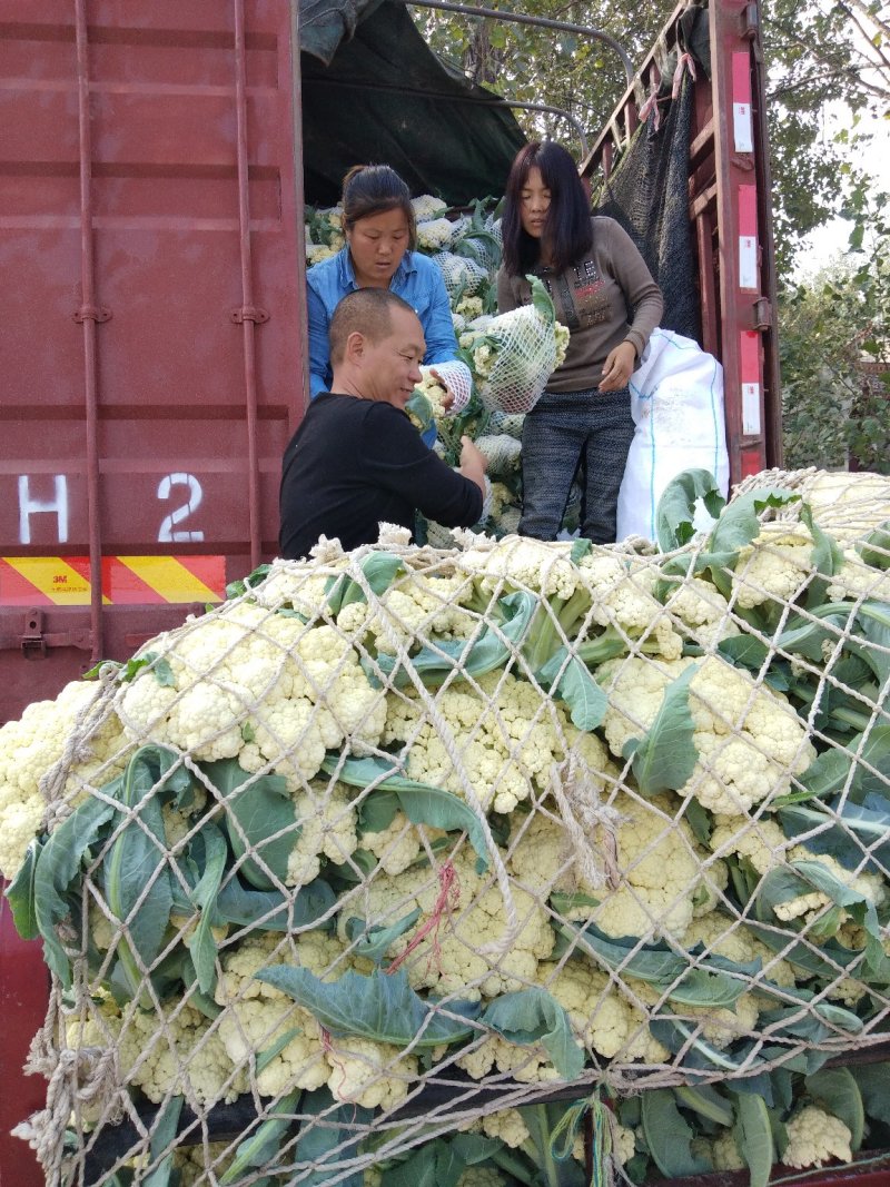 雪玉，花菜精品
