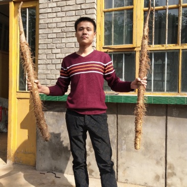 山西白玉山药产地直销！！大量供应，量大从优！！