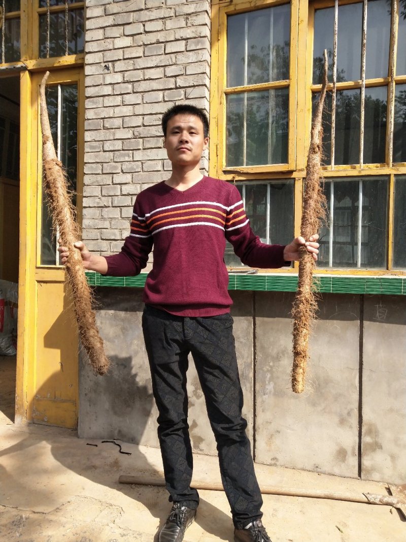 山西白玉山药产地直销！！大量供应，量大从优！！