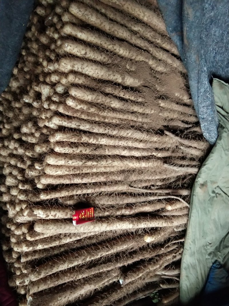 山西白玉山药产地直销！！大量供应，量大从优！！