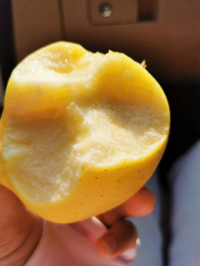 小金苹果🍎