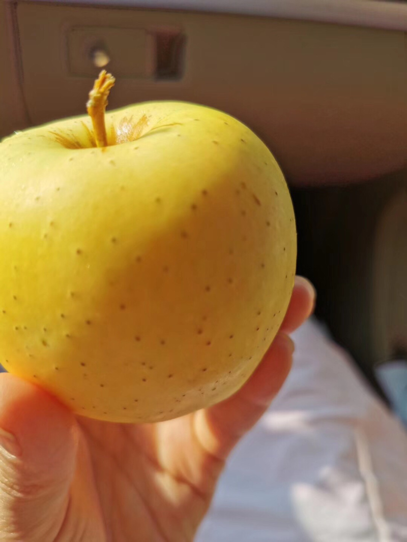 小金苹果🍎