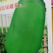 精品绿罐茄深绿色后期不发白个大果型好看
