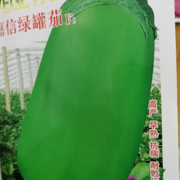 精品绿罐茄深绿色后期不发白个大果型好看
