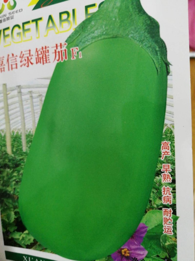 精品绿罐茄深绿色后期不发白个大果型好看