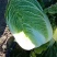 黄心白菜4~6斤净菜