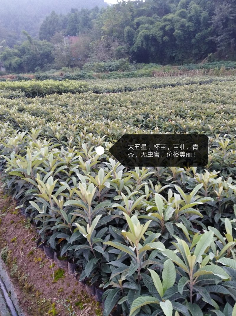大五星嫁接苗，保证纯度，假一赔十