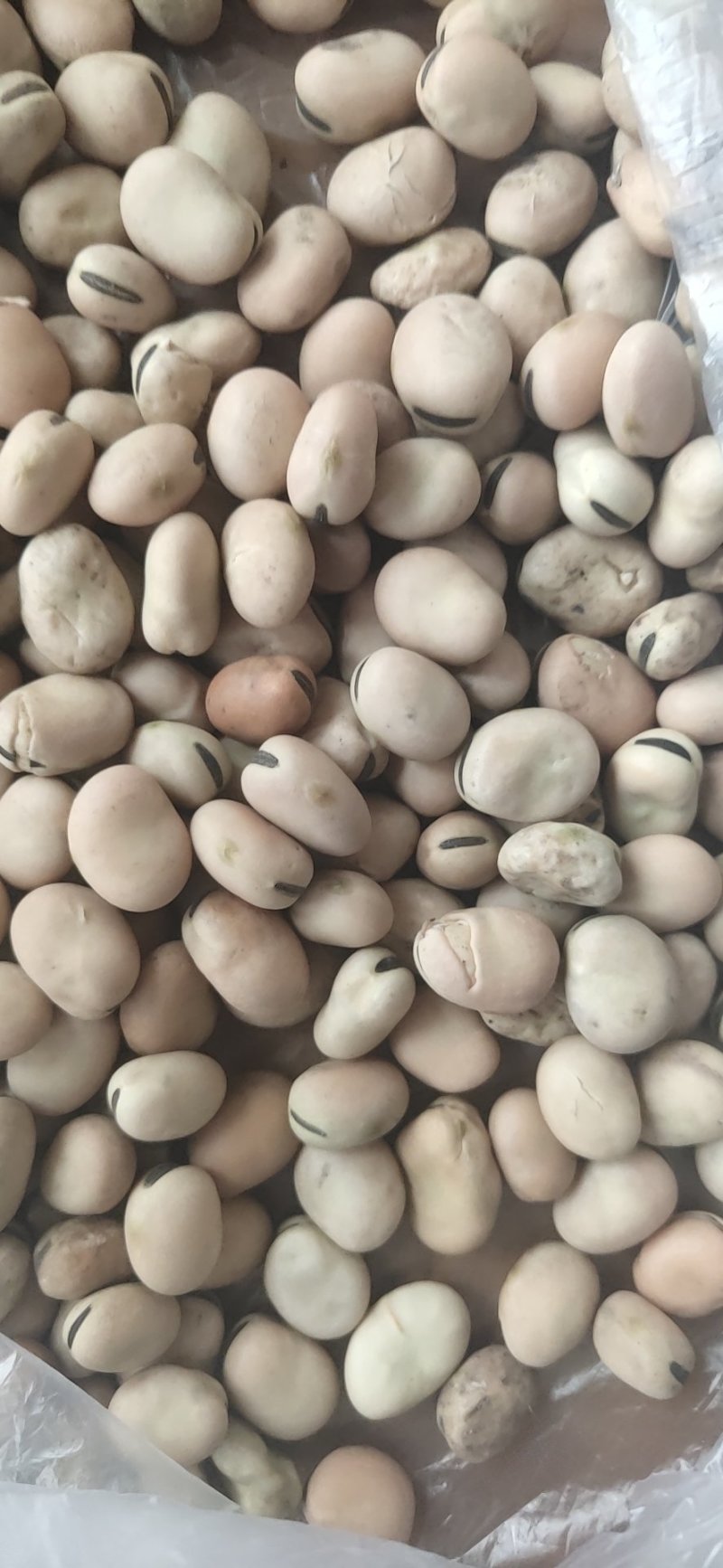 新疆羊眼豆水份干，皮毛好，产量大，货源充足