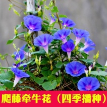 大牵牛花种子四季易种活的庭院花卉种子爬藤喇叭花矮牵牛花盆