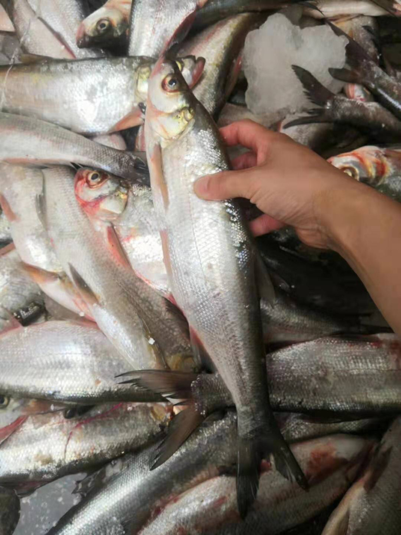 白鱼