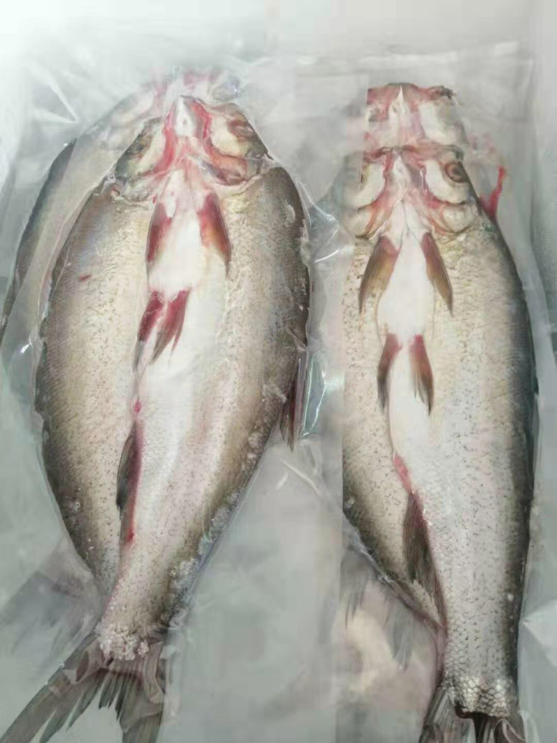 白鱼