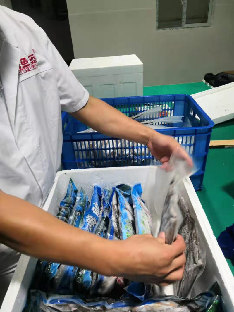 白鱼