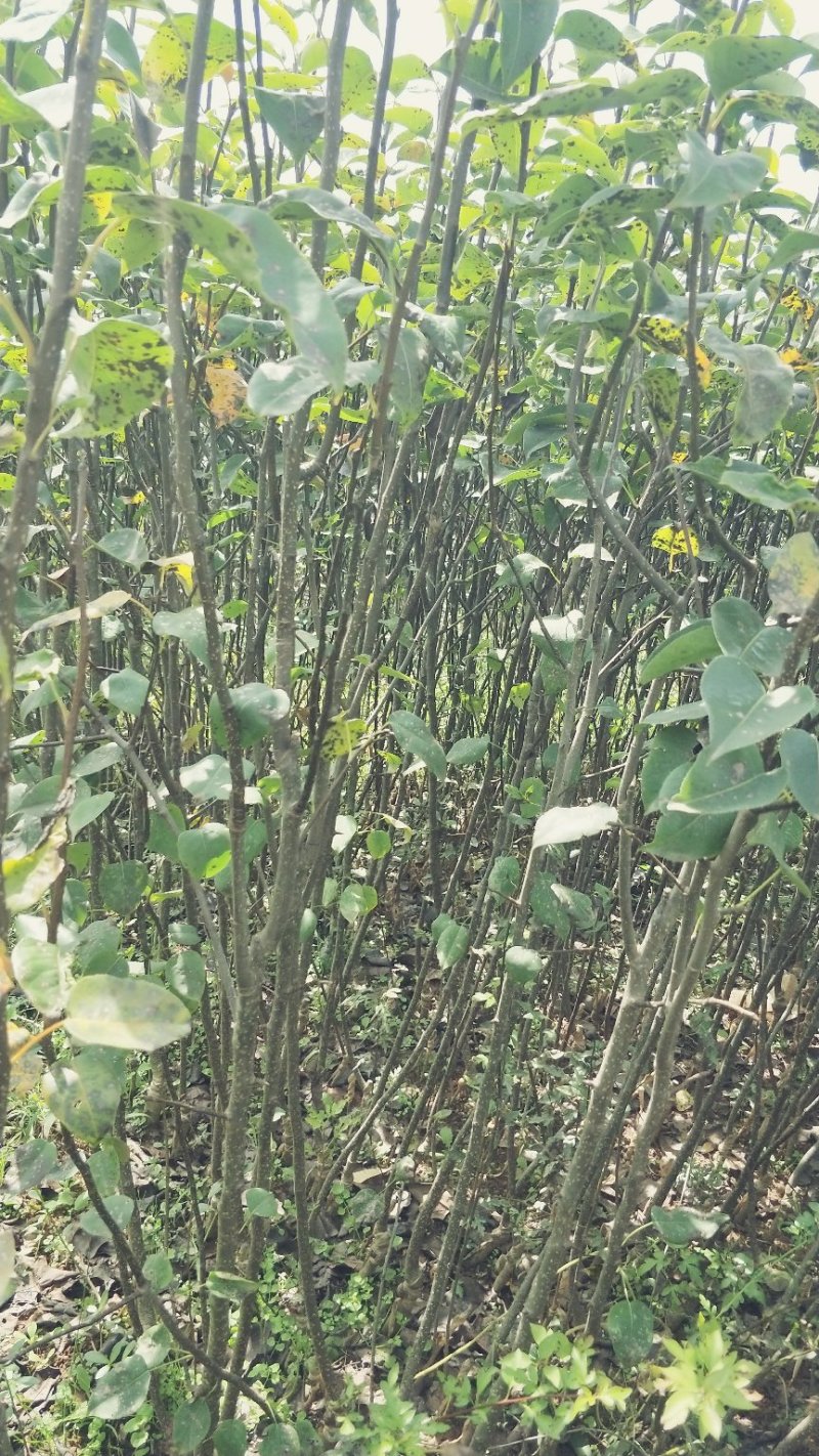 云南红梨苗美人酥952早熟红梨品质保证