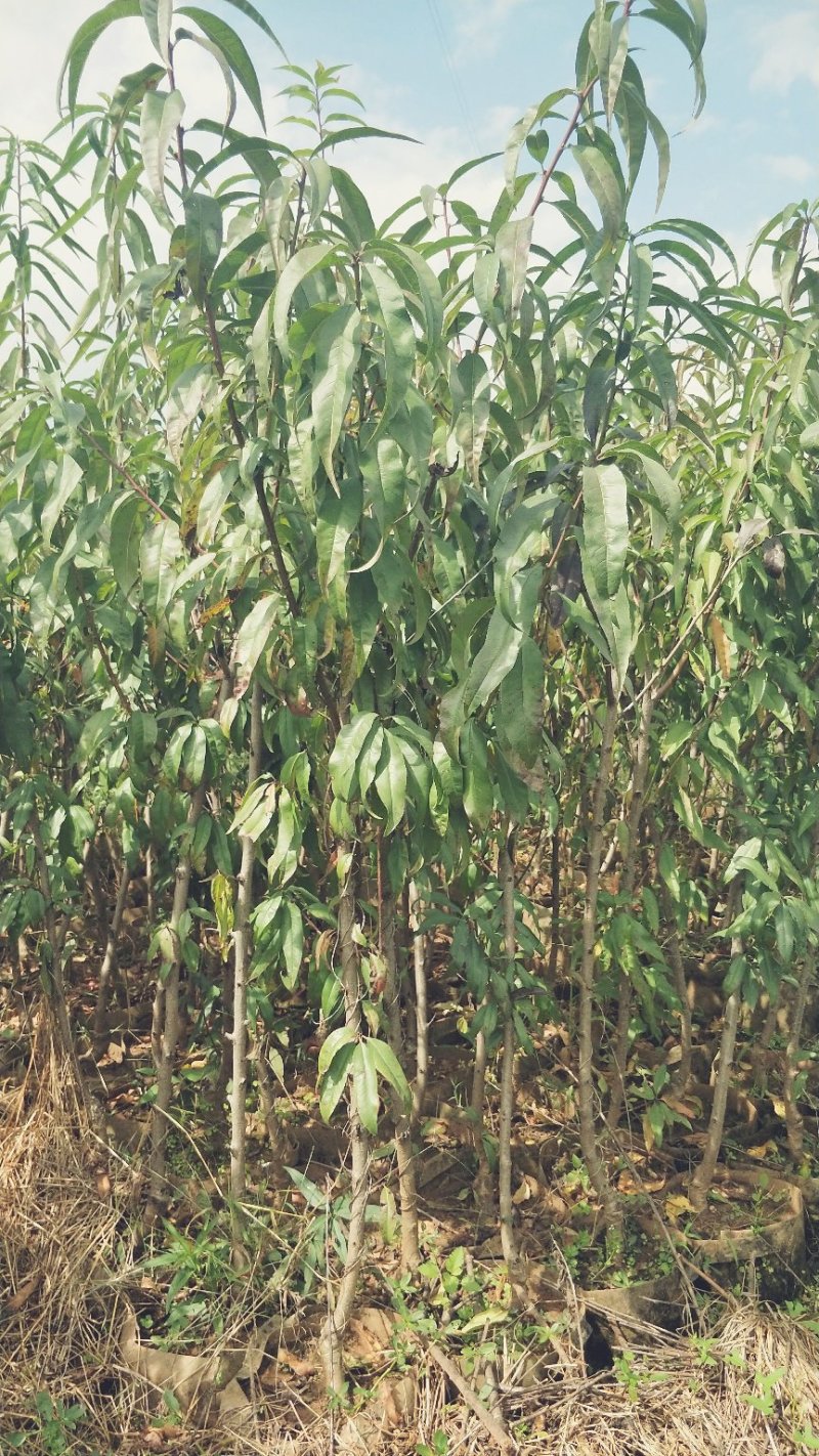 桃树苗红宝石桃苗木鲜活枝樊叶茂