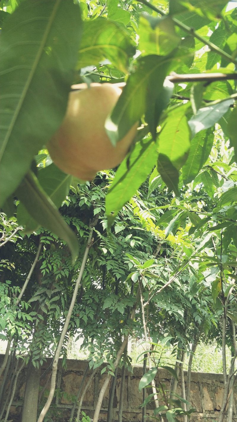 桃树苗红宝石桃苗木鲜活枝樊叶茂