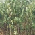 桃树苗红宝石桃苗木鲜活枝樊叶茂