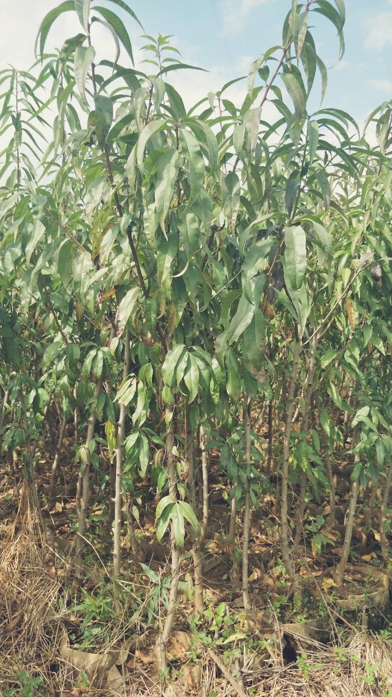 桃树苗红宝石桃苗木鲜活枝樊叶茂