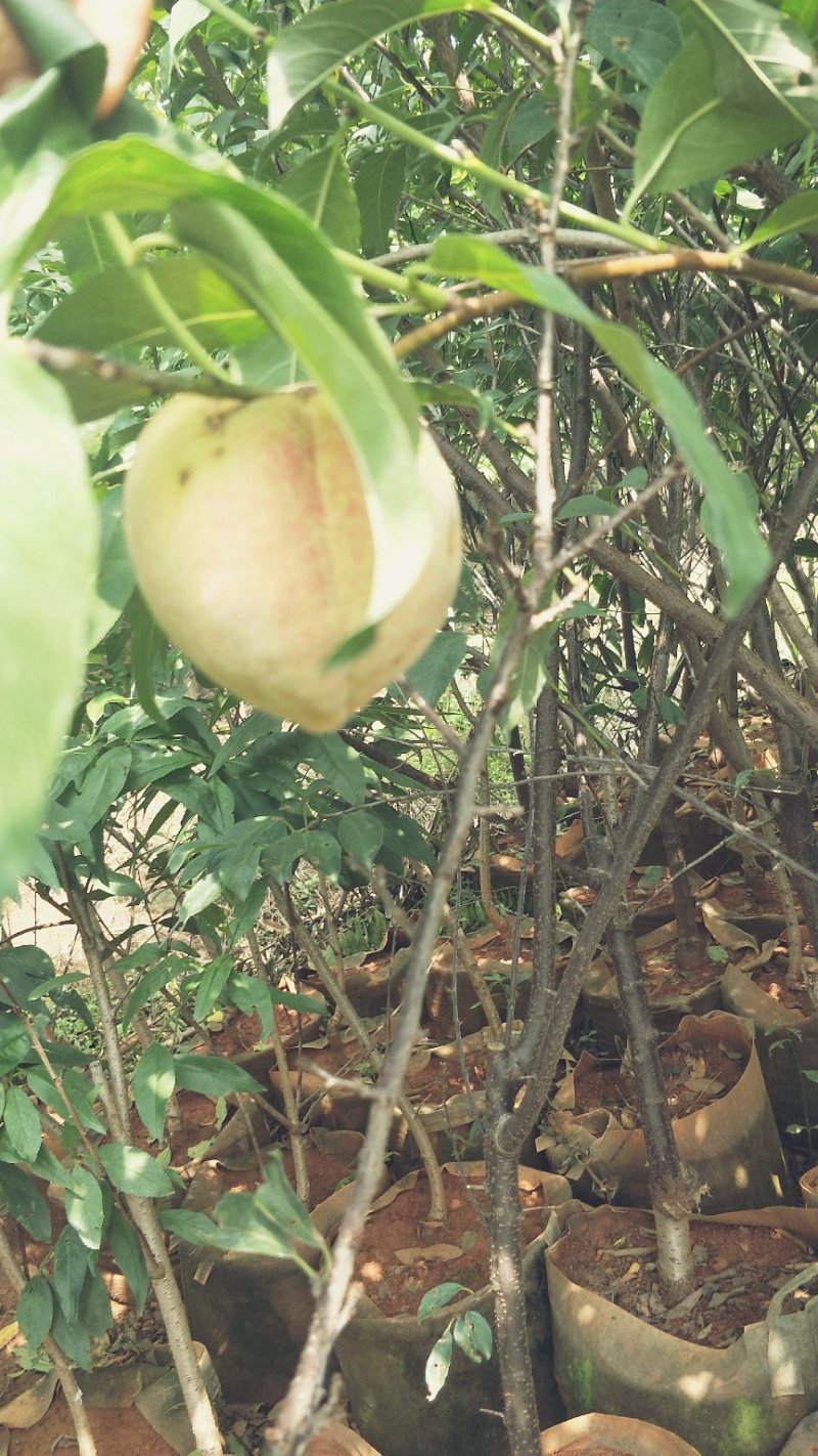 桃树苗红宝石桃苗木鲜活枝樊叶茂