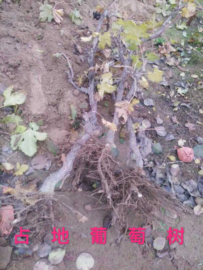 各种规格占地葡萄树，根须好，成活率高，一手货源，诚信经营