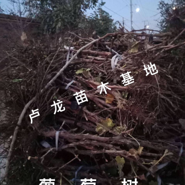 各种规格占地葡萄树，根须好，成活率高，一手货源，诚信经营