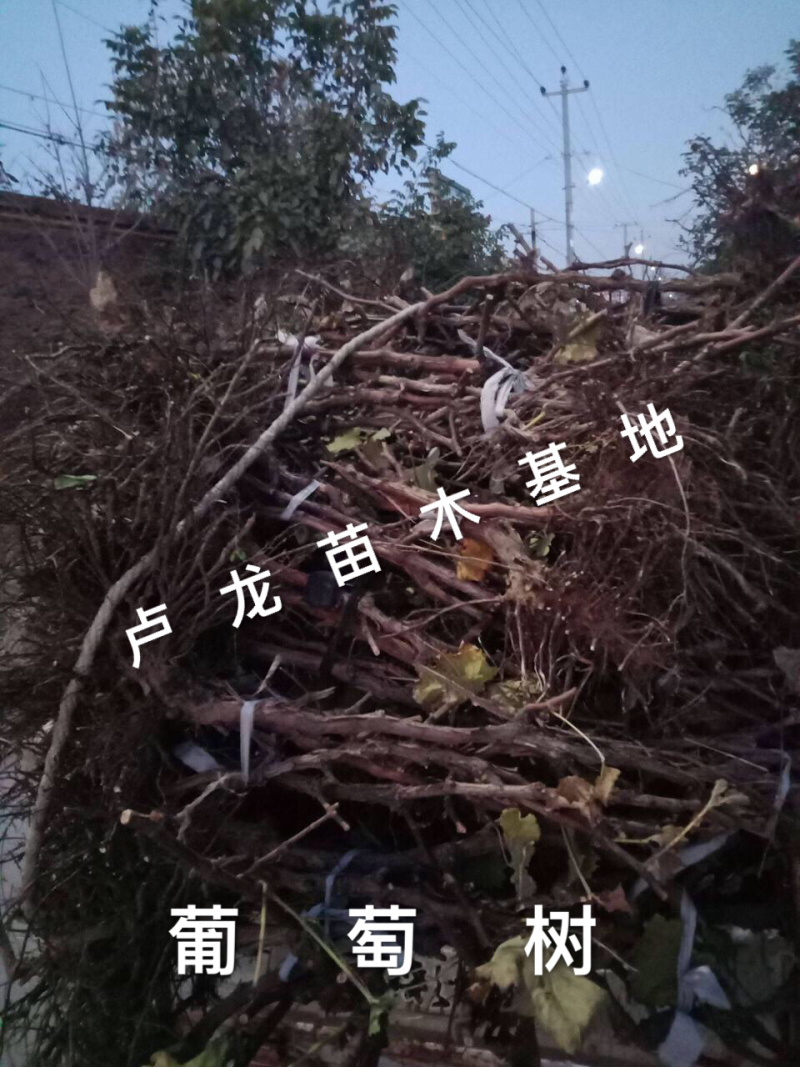 各种规格占地葡萄树，根须好，成活率高，一手货源，诚信经营