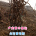 各种规格占地葡萄树，根须好，成活率高，一手货源，诚信经营