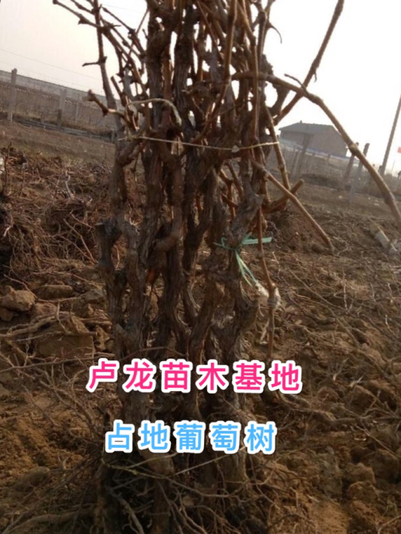 各种规格占地葡萄树，根须好，成活率高，一手货源，诚信经营