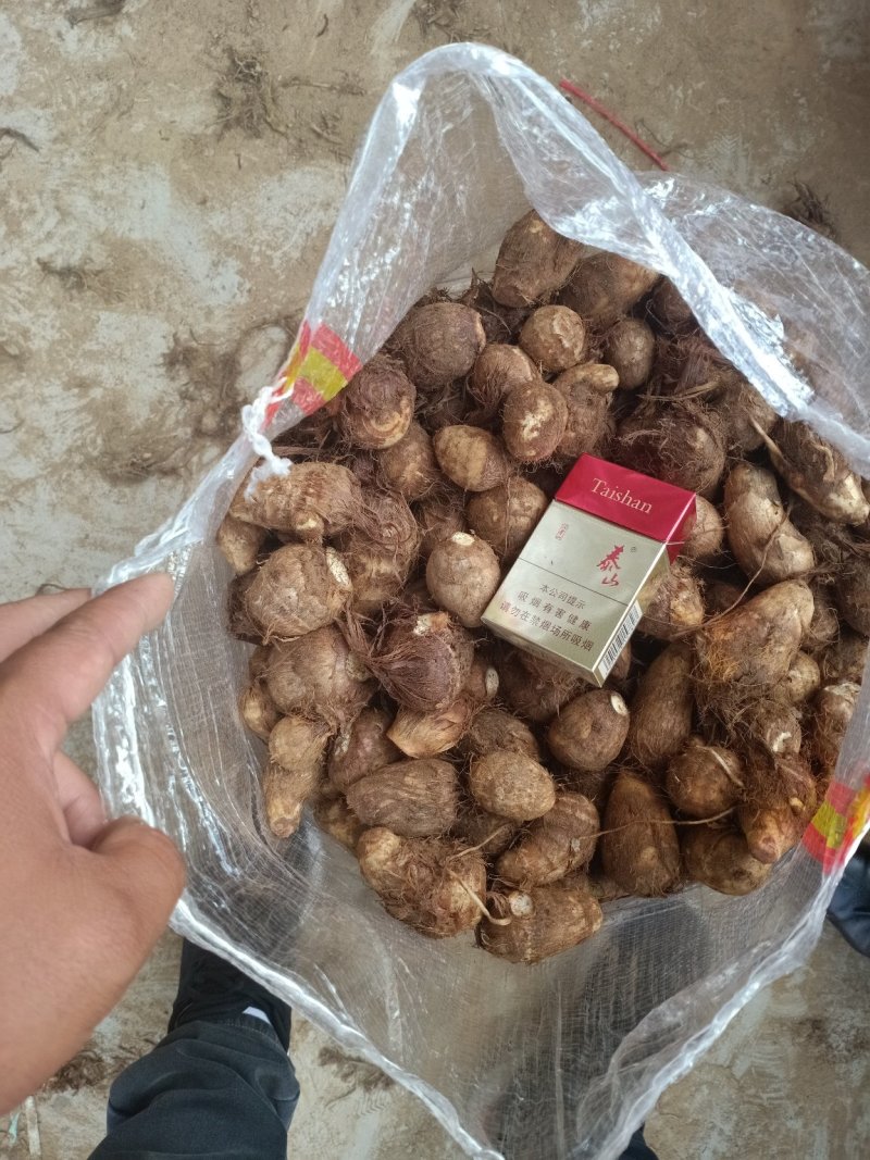 山东毛芋头8520豆包毛芋头供应电商毛芋头支持电商全国发