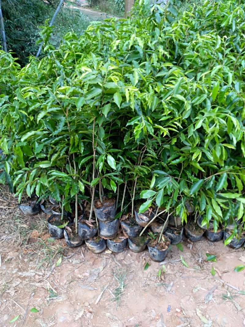 黄泥杯沉香苗