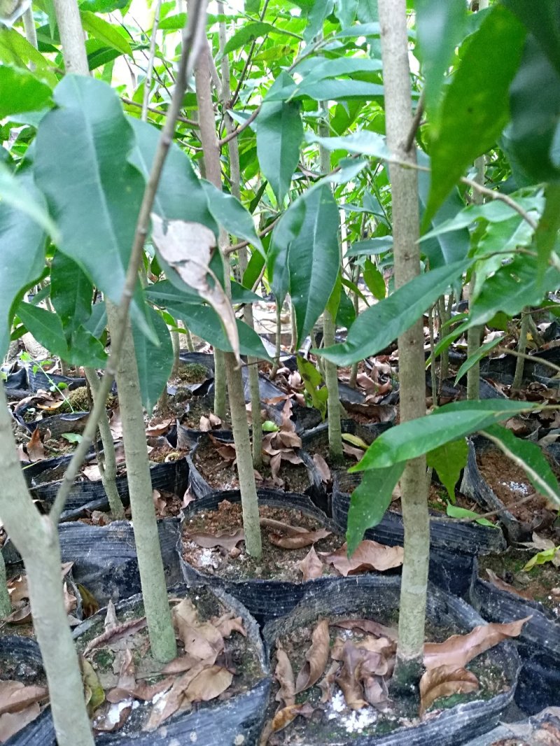 黄泥杯沉香苗