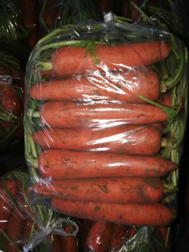 常年加工供应胡萝卜。需要的联系我