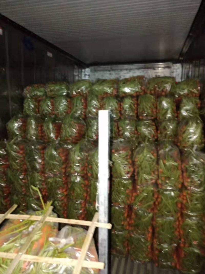 常年加工供应胡萝卜。需要的联系我