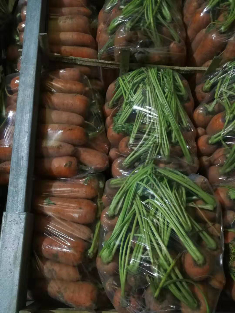 常年加工供应胡萝卜。需要的联系我