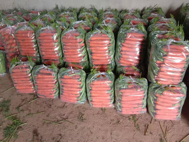 常年加工供应胡萝卜。需要的联系我