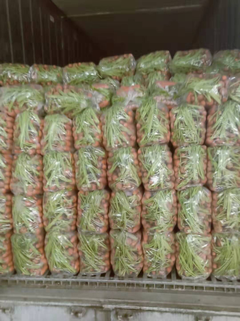 常年加工供应胡萝卜。需要的联系我