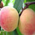 沂蒙霜红桃树苗嫁接桃树苗个大味甜产量高基地直供