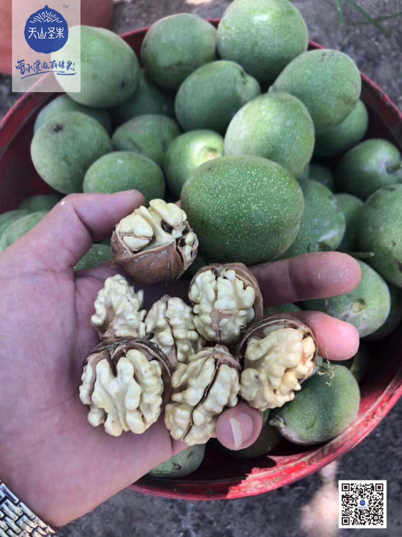 新疆核桃