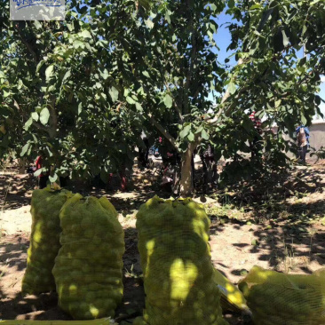新疆核桃
