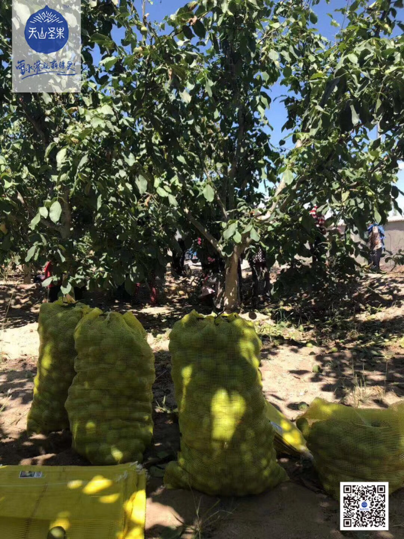 新疆核桃