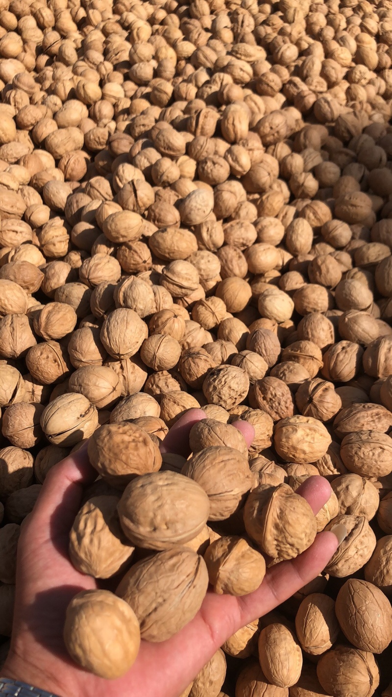 新疆核桃