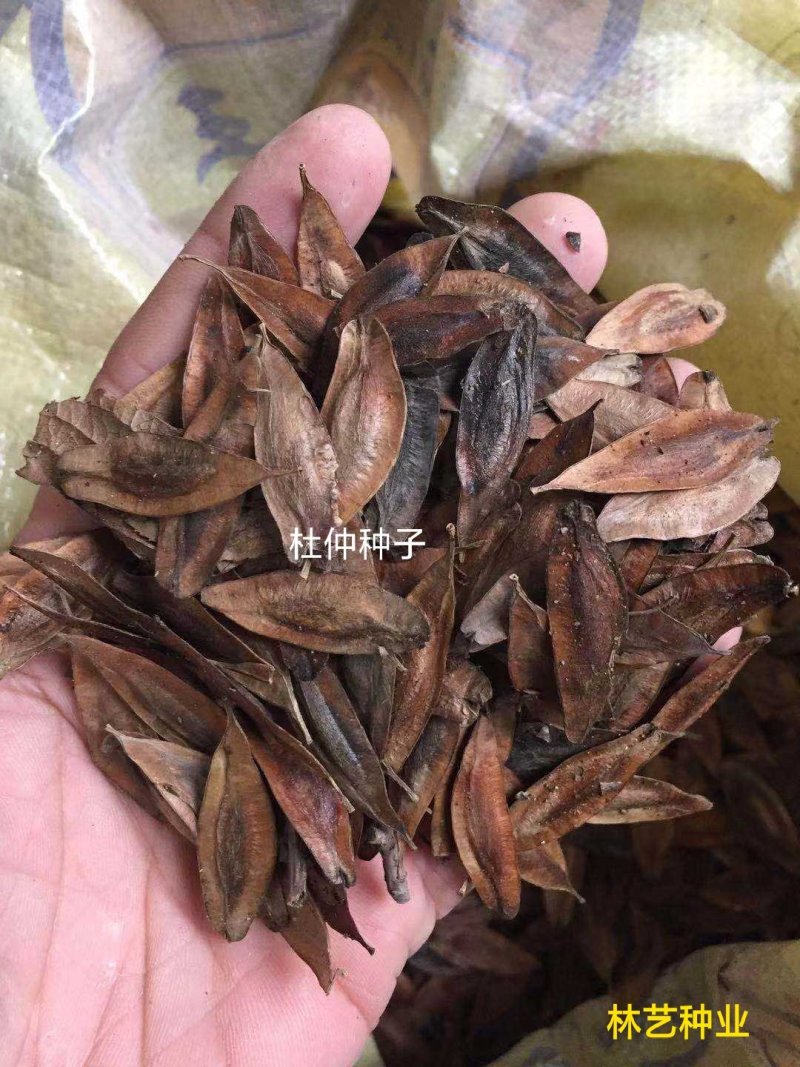新采一级杜仲种子丝棉皮棉树皮胶树中药材树种子