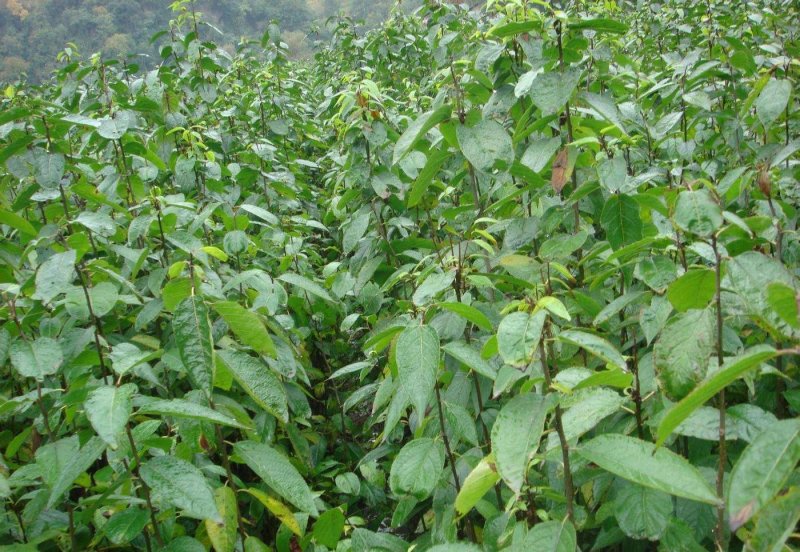 新采一级杜仲种子丝棉皮棉树皮胶树中药材树种子