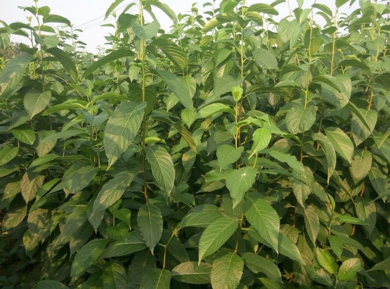 新采一级杜仲种子丝棉皮棉树皮胶树中药材树种子