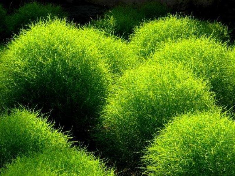 地肤籽种新采种子地麦落帚扫帚苗扫帚菜孔地肤种子