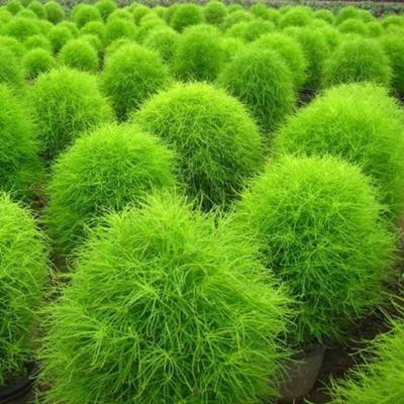 地肤籽种新采种子地麦落帚扫帚苗扫帚菜孔地肤种子