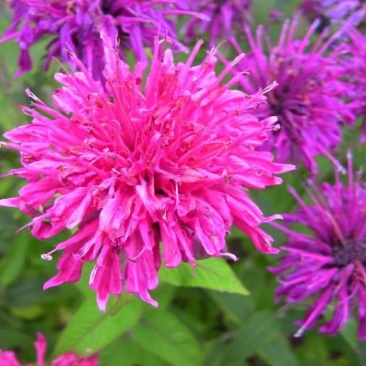 美国薄荷籽种进口籽种香草种子花海公园庭院观赏